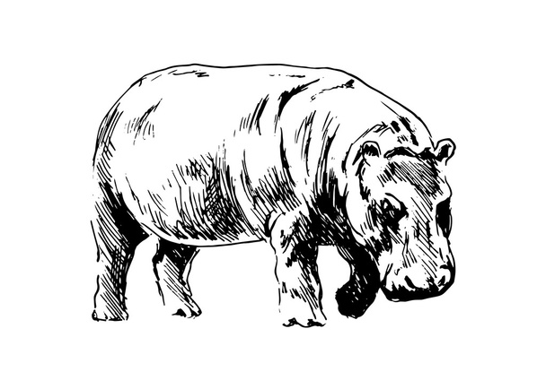 Hippopotamus - Διάνυσμα, εικόνα