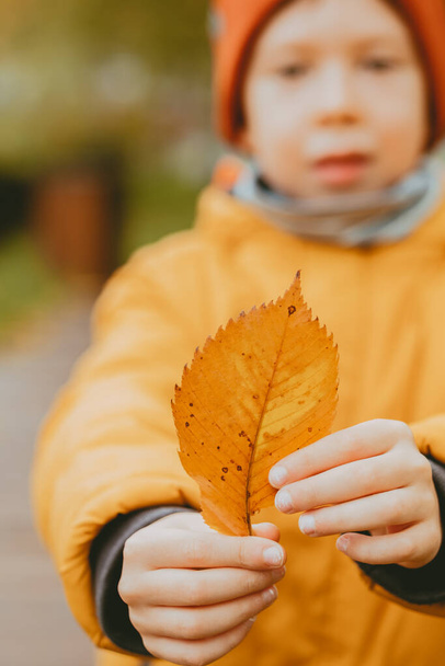 autumn yellow leaf close-up of child's hands. Autumn frame with a yellow leaf. Autumn theme on the street. vertical frame - Φωτογραφία, εικόνα