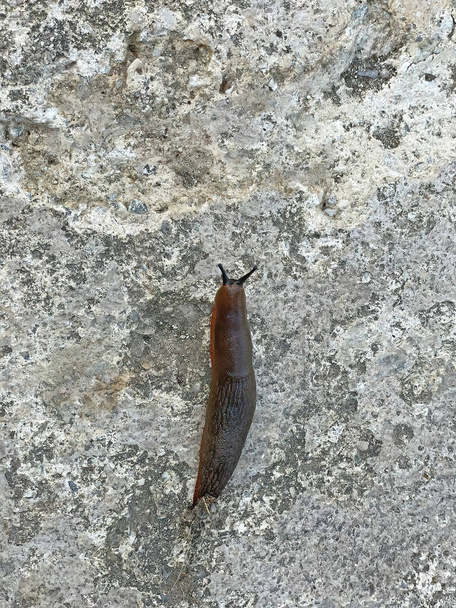 close up slug in nature - Photo, Image