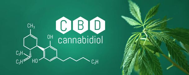 Cannabis CBD, Foglia di cannabis con titolo e formula CBD - Cannabis legale - sfondo verde striscione. Formato banner con spazio per lo spazio di copia - Foto, immagini