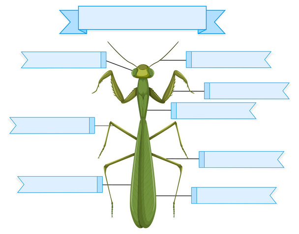 Anatomía externa de una ilustración de hoja de trabajo de mantis - Vector, Imagen