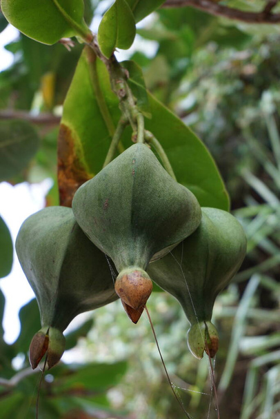 Barringtonia asiatica gyümölcs, természetes háttérrel. Ezt a növényt Barringtonia asiatica-nak, halméregfának, putat-nak, tengeri mérgező fának, Barringtonia-nak és futu-nak is nevezik. - Fotó, kép