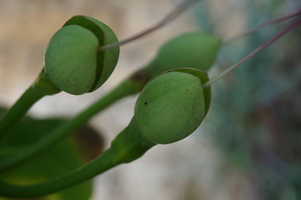 Barringtonia asiatica gyümölcs, természetes háttérrel. Ezt a növényt Barringtonia asiatica-nak, halméregfának, putat-nak, tengeri mérgező fának, Barringtonia-nak és futu-nak is nevezik. - Fotó, kép