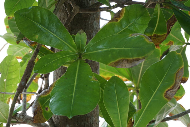 Barringtonia asiatica фрукти з природним тлом. Ця рослина також calledBarringtonia asiatica, дерево отрути риб, путат, дерево морської отрути, Barringtonia і футу - Фото, зображення