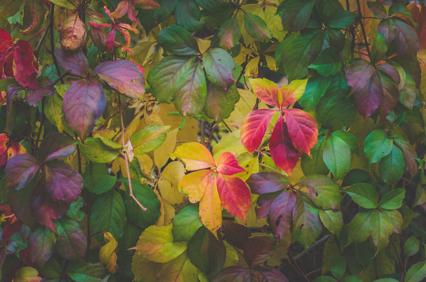 bright vivid colorful red, yellow, orange and green wild vine flower on wall, parthenocissus creeper - 写真・画像
