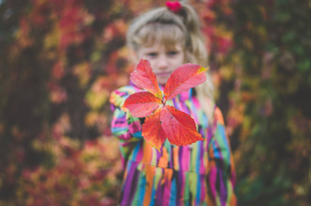 adorable blond girl in colorful jacket enjoying color of autumnal leaves - Fotoğraf, Görsel