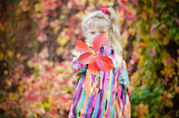 adorable blond girl in colorful jacket enjoying color of autumnal leaves - Fotoğraf, Görsel