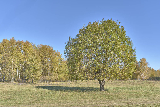 Schöne Herbstlandschaft mit einzeln stehendem Baum mit üppiger Krone auf Lichtung an sonnigem Tag. - Foto, Bild