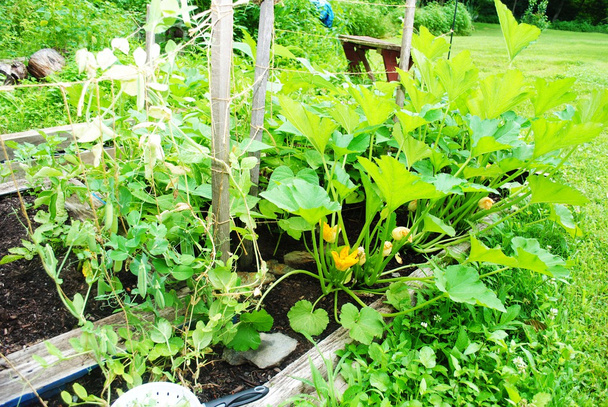 ανθεί το φυτικό κήπο κατωφλιών μια καυτή θερινή ημέρα - Φωτογραφία, εικόνα