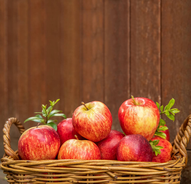красные и желтые свежие яблоки на естественном фоне на открытом воздухе, здоровое питание, осенний урожай, сельское хозяйство - Фото, изображение