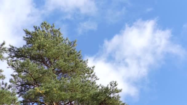 Vrcholky stromů se kymácejí od silného větru na pozadí mraků - Záběry, video