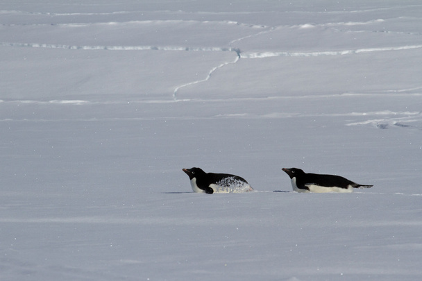 Twee Adéliepinguïn die kruipen op hun buiken winterdag - Foto, afbeelding