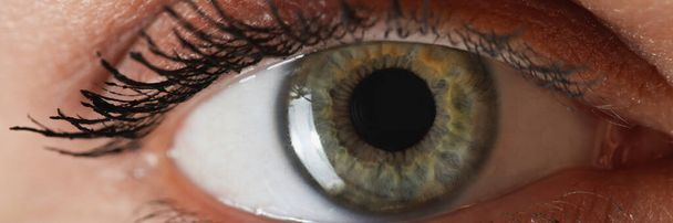 Female gray-green eye with painted eyelashes closeup - Photo, Image