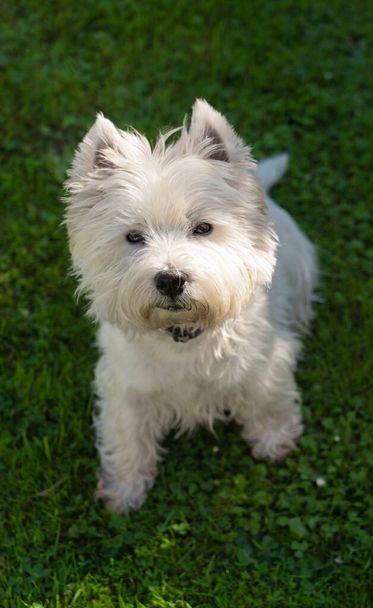 Cute West Highland White Terrier is sitting in the grass and looking at the camera - Photo, Image