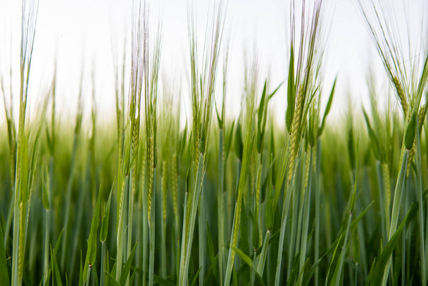 Young green barley growing in agricultural field in spring. Unripe cereals. The concept of agriculture, organic food. Barleys sprout growing in soil. Close up on sprouting barley in sunset. - Photo, image