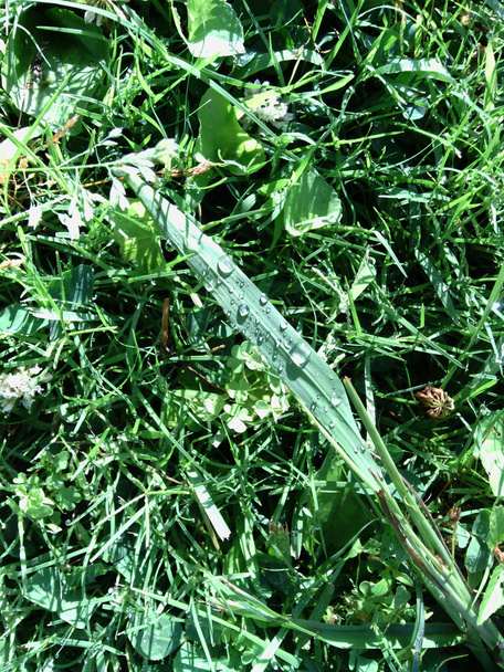 Drops of dew on the grass - Photo, Image