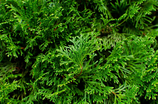 Conifer tree. Spruce cones. Pine cones. Christmas tree. Needles. - Photo, Image