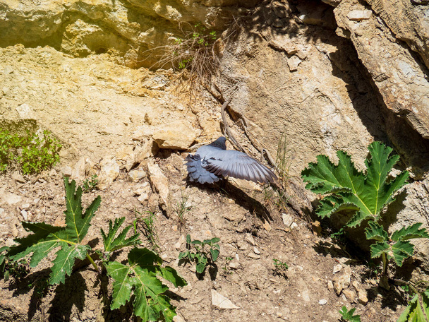 Un pigeon solitaire grimpe les rochers - Photo, image