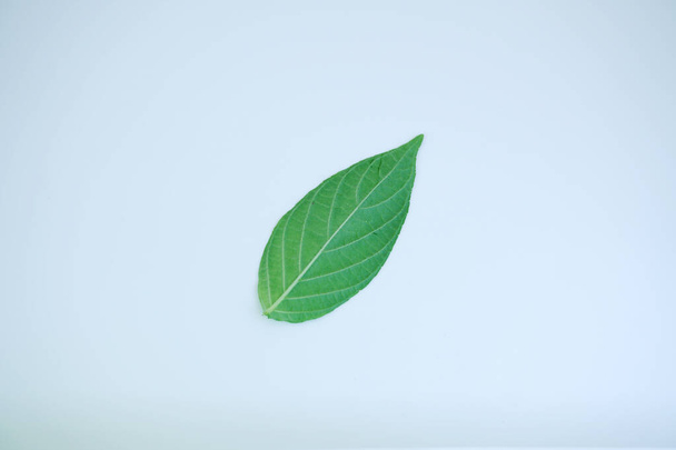 Beyaz arkaplanda yeşil yaprak - Fotoğraf, Görsel