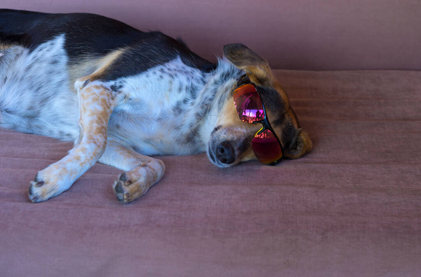シャメロンのレシピサングラスソファに横たわっている混合品種の犬 - 写真・画像