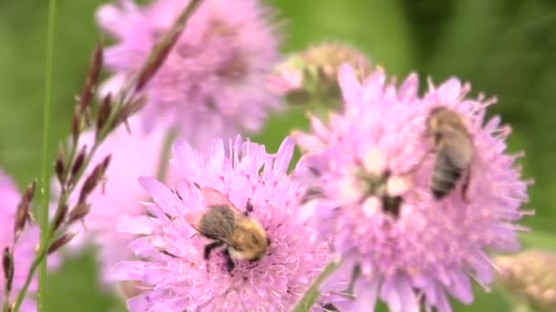 Bumblebee (bombus) ja mehiläinen kerätä siitepölyä vaaleanpunainen kukka
 - Materiaali, video