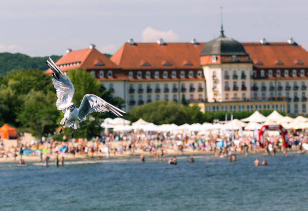 Mouettes volant sur la jetée à Sopot, Pologne
. - Photo, image