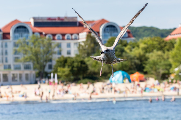 Gaviotas volando en el muelle de Sopot, Polonia
. - Foto, imagen