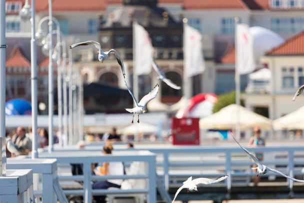 Gabbiani che volano sul molo di Sopot, Polonia
. - Foto, immagini
