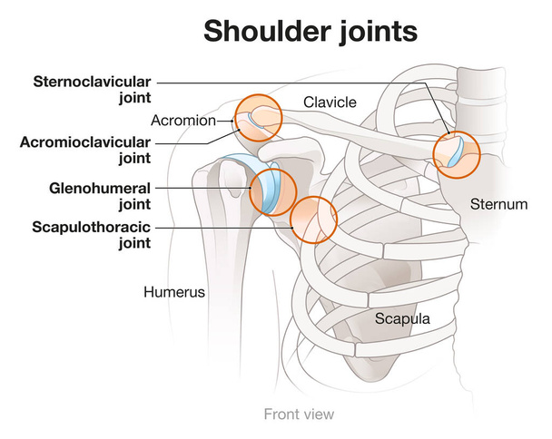 Anatomía del hombro. Cuatro articulaciones principales del hombro.  - Foto, Imagen