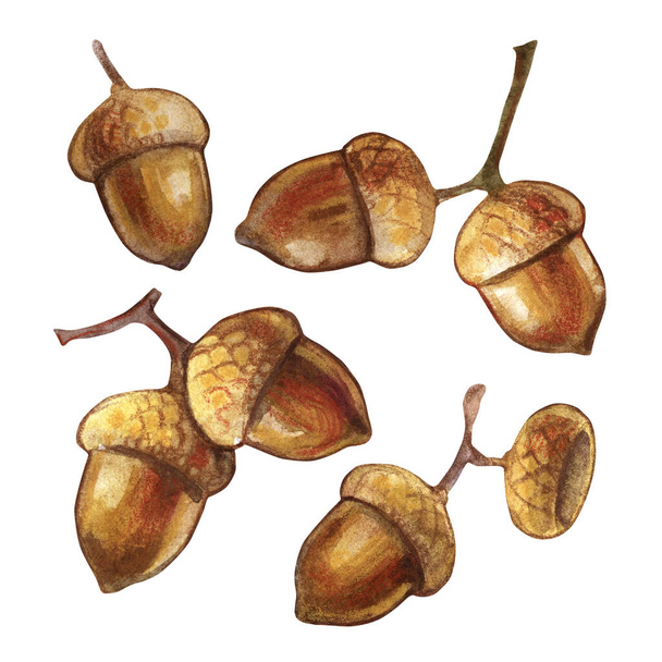 Watercolor brown acorns isolated illustration on a white background. Bright autumn collection of hand drawn illustrations. Can be used in printing on fabric, wrapping paper, packaging, postcards. - Foto, afbeelding
