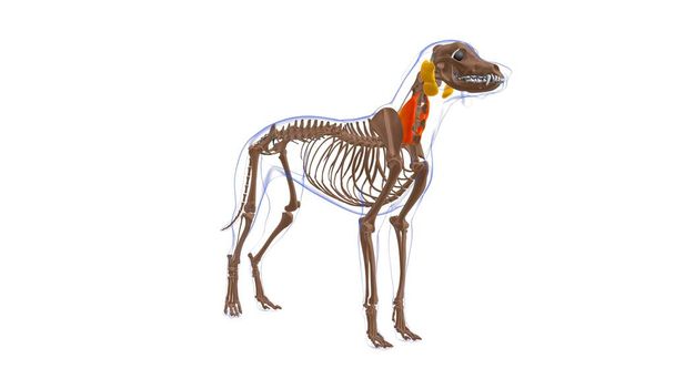 Longissimus Cervicis μυών Σκύλος Ανατομία μυών για Medical Concept 3D Εικονογράφηση - Φωτογραφία, εικόνα