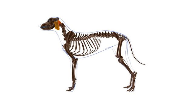 Obliquus Capitis Cranialis μυών Σκύλος Ανατομία μυών Για Ιατρική Έννοια 3D Εικονογράφηση - Φωτογραφία, εικόνα