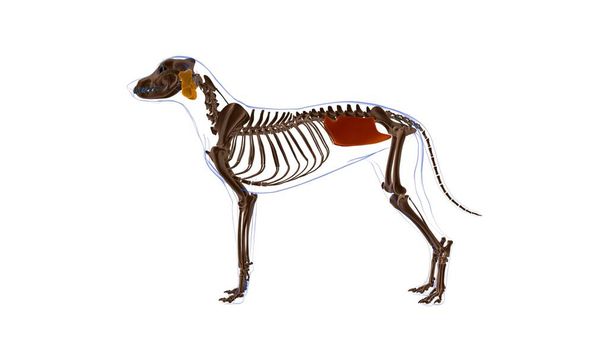 Obliquus Internus Abdominis μυών Σκύλος Ανατομία Για Ιατρική Έννοια 3D Εικονογράφηση - Φωτογραφία, εικόνα