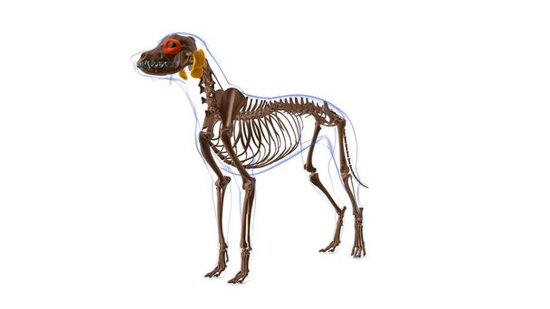 Orbicularis Oculi μυών Σκύλος Ανατομία μυών για Medical Concept 3D Εικονογράφηση - Φωτογραφία, εικόνα