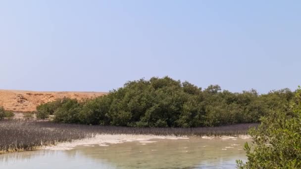 Mangroves in Ras Mohammed Természetvédelmi Terület Egyiptomban - Felvétel, videó
