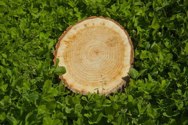 tree stump on the grass, top view - Foto, Bild