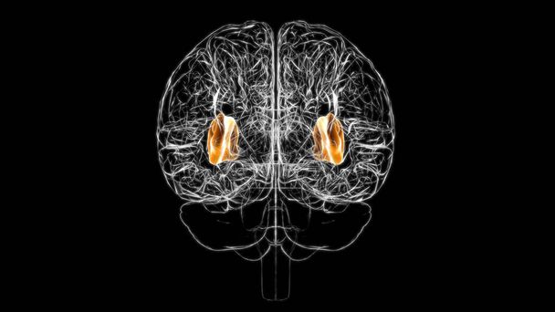 Anatomie des Gehirns für medizinisches Konzept 3D Illustration - Foto, Bild