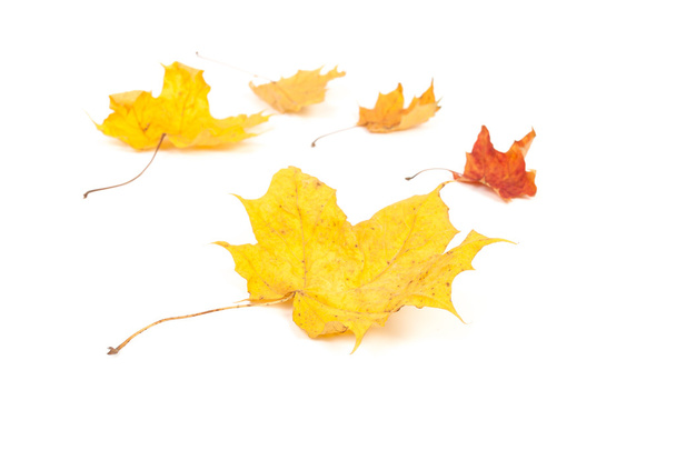 yellow maple leaf on white background - Valokuva, kuva