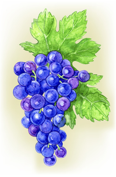 Ramo de uvas desenhar aquarela - Vetor, Imagem