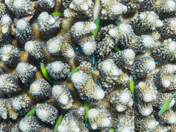 Labirent boynuz mercan sütunlar - Fotoğraf, Görsel