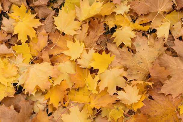 Mnoho podzimních spadlých žlutých a oranžových javorových listů na zemi a trávě - Fotografie, Obrázek
