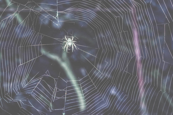 Illustration of a spider weaving a web - Fotografie, Obrázek