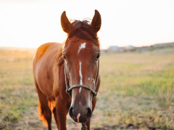 horse in the field on  fresh air. High quality photo - Фото, зображення