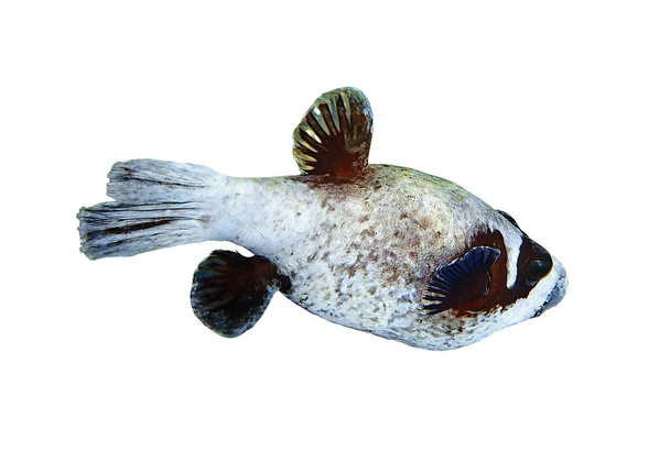 Peixes tropicais no oceano. Puffer mascarado isolado em um fundo branco. Feio Puffer Fish no Mar Vermelho, Egito. Trópica incomum, diversidade subaquática. Mergulho foto, vista lateral, recorte. - Foto, Imagem