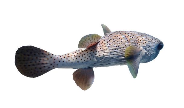 Porcupinefish (hedgehog fish, blowfish, balloonfish, globefish, pufferfish) isolé sur un fond blanc, Mer Rouge, Egypte. Photo sous-marine, vue latérale, gros plan, découpé. - Photo, image