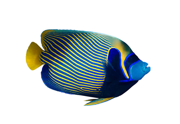Emperor angelfish (Pomacanthus imperator) isolated on white background, Red Sea, Egypt. Beautiful tropical fish with colorful diagonal stripes. Close-up, side view, cut out. - Photo, Image