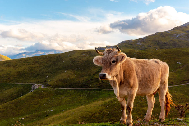 alpine brown cow "brown swiss" grazing free on the mountain - Foto, imagen