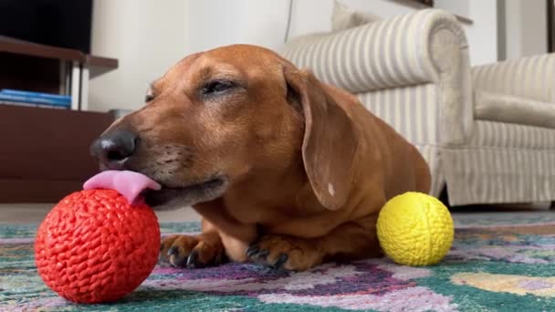 affascinante bassotto anziano pigramente si trova sul tappeto, lecca una palla morbida arancione, un giocattolo speciale per la pulizia della lingua cani e denti - Filmati, video