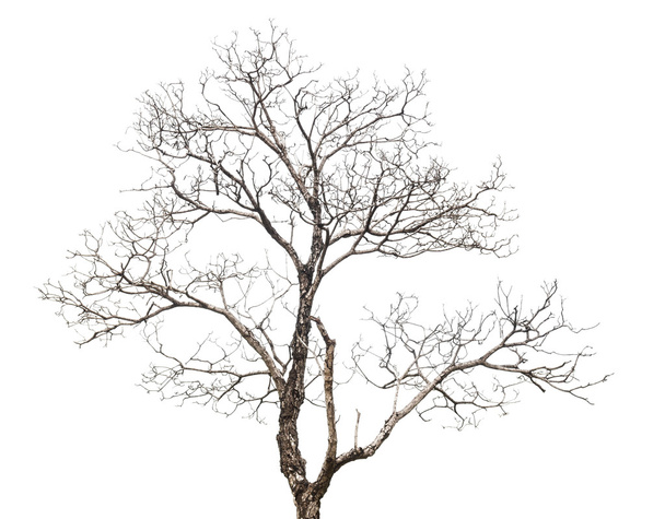 mrtvý strom izolovaný - Fotografie, Obrázek