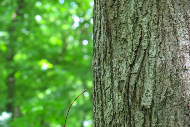 森の中の木の冠と樹皮と緑の葉 - 写真・画像